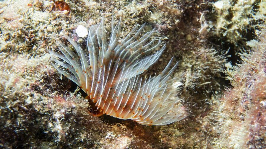 Alanya: 2 Guided Scuba Dives with Lunch and Hotel Transfers - From Hotel Gate to Alanya Harbor, Then Onto the Boat