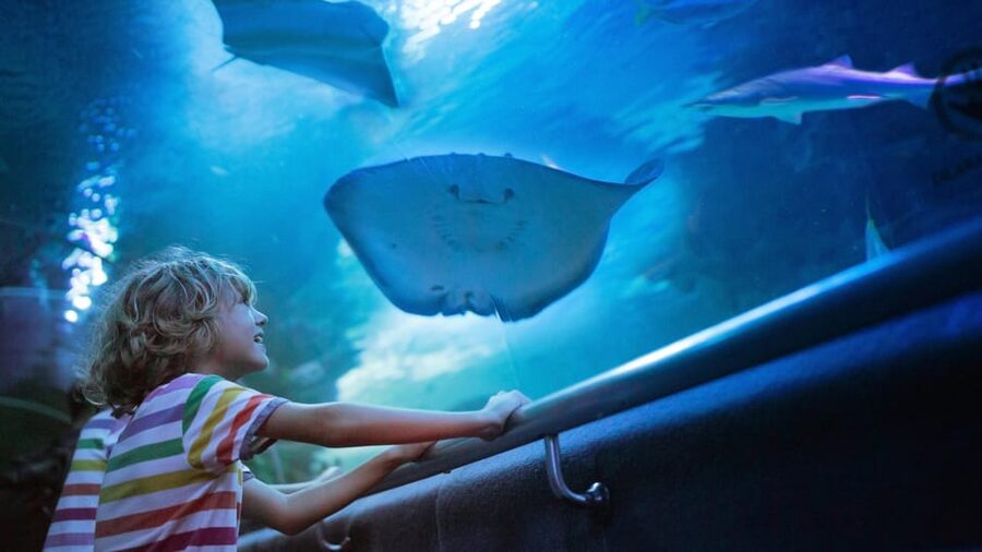 Antalya: Aquarium and Wax Museum Entry Ticket - Antalya Aquarium’s longest sea tunnel: the 5 million-liter walk-through