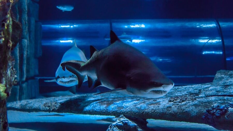Antalya: Aquarium and Wax Museum Entry Ticket - Price and value: is $47 per person fair for Antalya?