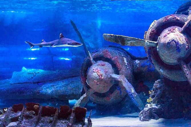 Antalya: Aquarium Ticket With Optional Transfer - Where the experience actually fits into your Antalya day