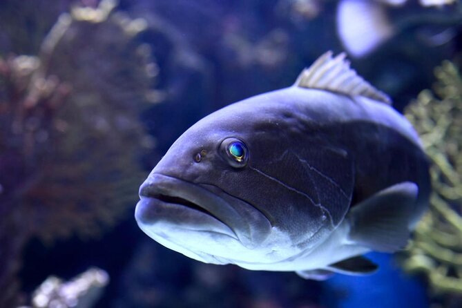 Antalya: Aquarium, Wax Museum & Combo Package Options - Key Things to Know Before You Go