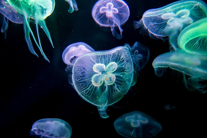 Antalya: Aquarium, Wax Museum & Combo Package Options - The Atlantis Tunnel Aquarium: Long, Theatrical, and Worth the Time