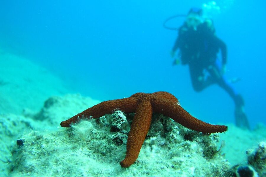 Bodrum: Full-Day Scuba Diving Tour - From Pickup to Boat: What Your 7 Hours Usually Feel Like