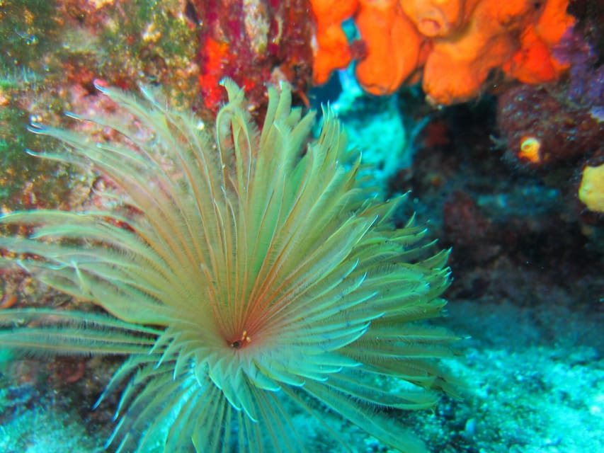 Bodrum: Scuba Diving Trip with Lunch - Lunch on Board: Included, But Quality Can Swing