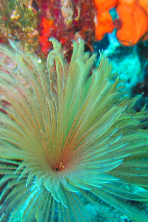Bodrum: Scuba Diving Trip with Lunch - Duration and Real-World Expectations