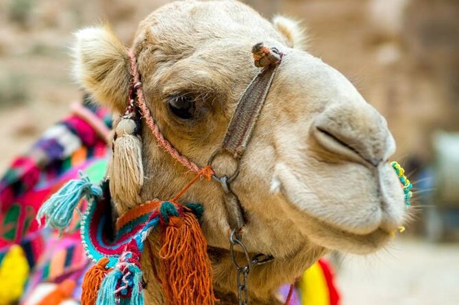 Cappadocia Camel Ride Experince Sunrise Sunset Daytime - What this camel ride in Göreme really feels like