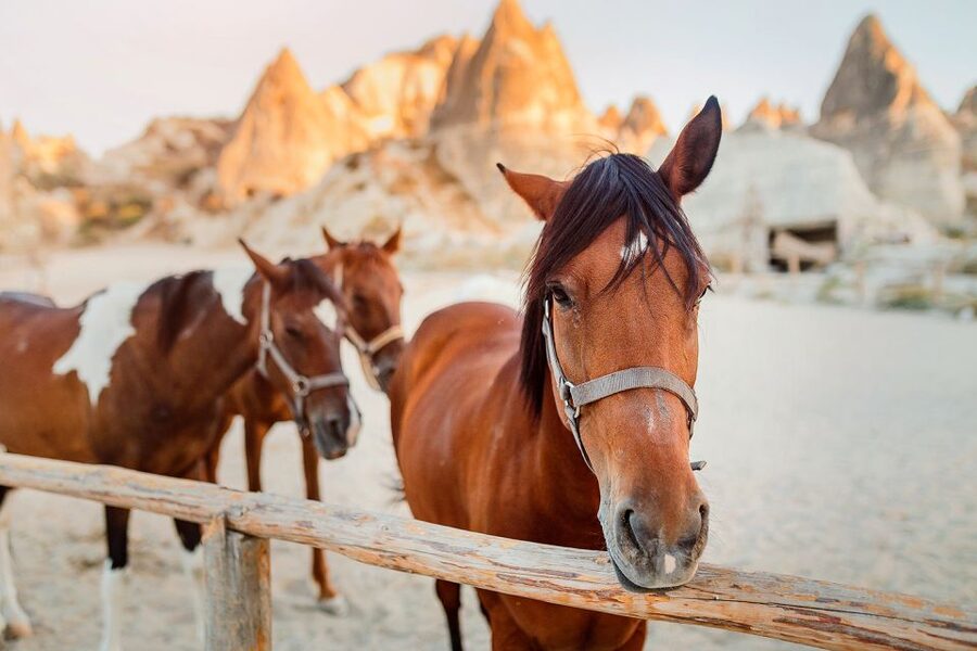 Cappadocia: Horse Riding w/Sunrise & Sunset Option - Should you book the sunrise or sunset horse safari in Cappadocia?