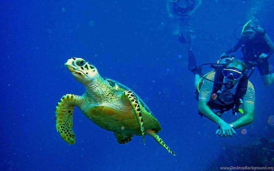 Diving Tour from Alanya & Side with Lunch - 2 Dives Included - Key points before you book