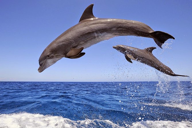 Dolphin Island Boat Trip – Swim, Sun & Lunch Included - Key Highlights Worth Knowing