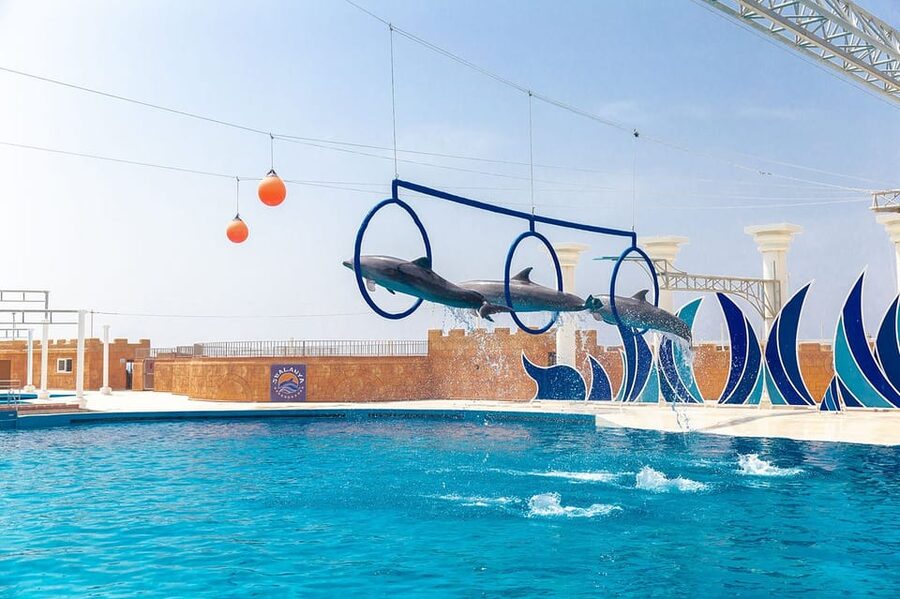 Dolphin Show Free Transfer From Alanya, Side, Kemer,Antalya - Who This Tour Fits Best (and Who Might Skip It)