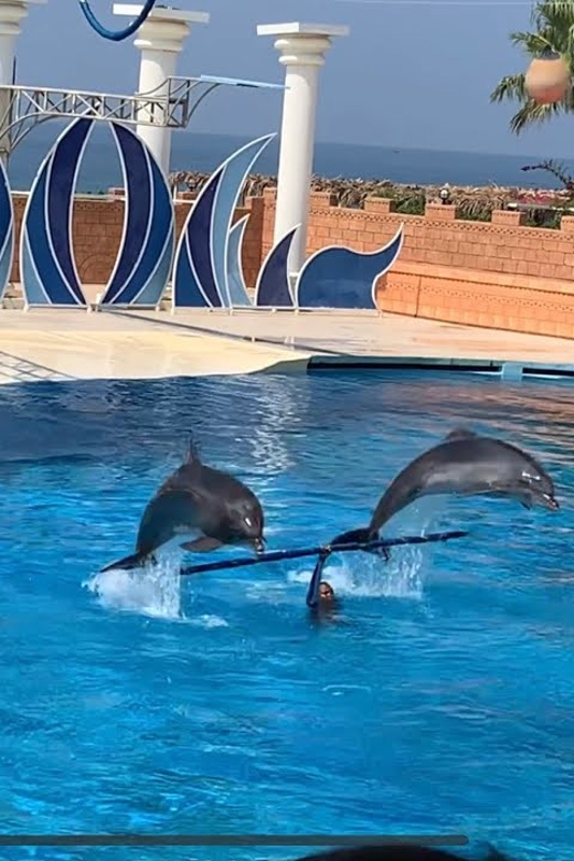 Dolphin Show Free Transfer From Alanya, Side, Kemer,Antalya - What the 3-hour Dolphin and Sea Lion Show Really Means