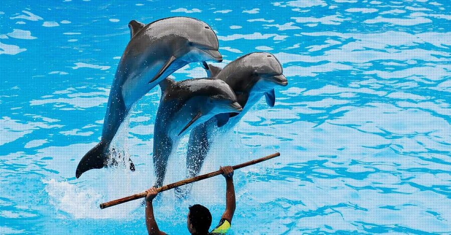 Dolphin Show Free Transfer From Alanya, Side, Kemer,Antalya - Photography: Free In-Show Video, Paid Photos at the Pool