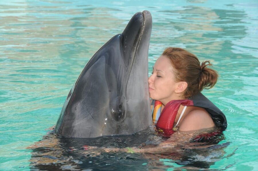 Dolphin Show Free Transfer From Alanya, Side, Kemer,Antalya - Free Transfer From Alanya, Side, Kemer, and Antalya: What You Need to Know