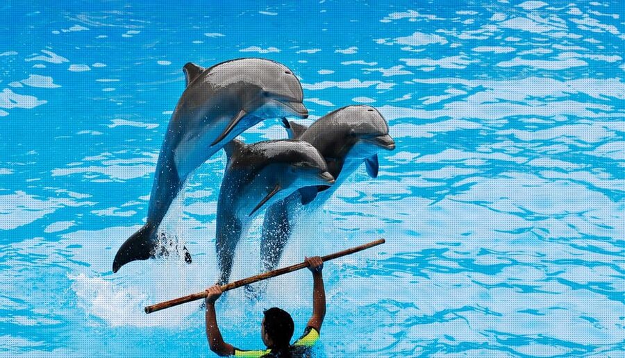 Dolphin Show Free Transfer From Alanya, Side, Kemer,Antalya - Price and Value: Is $64 Worth It?