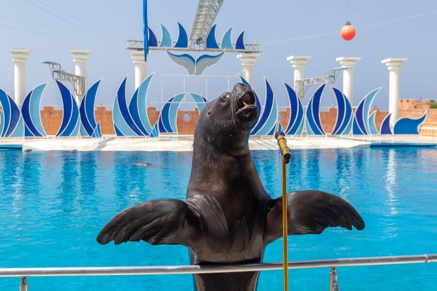 Dolphin Show Free Transfer From Alanya, Side, Kemer,Antalya - Optional Swimming With Dolphins: A Big Extra, With Age Rules