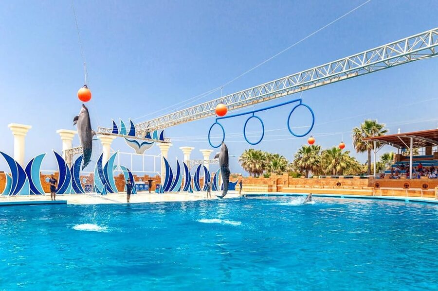 Dolphin Show Free Transfer From Alanya, Side, Kemer,Antalya - When the Experience Feels Too Commercial