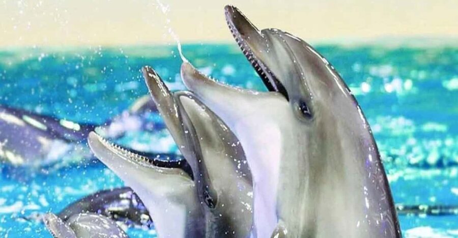 From Belek: Dolphin Show with Transfers - Key highlights to look forward to