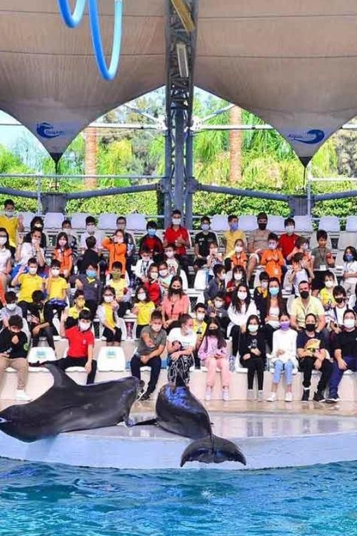 From Belek: Dolphin Show with Transfers - A short dolphin show near Belek that fits your day
