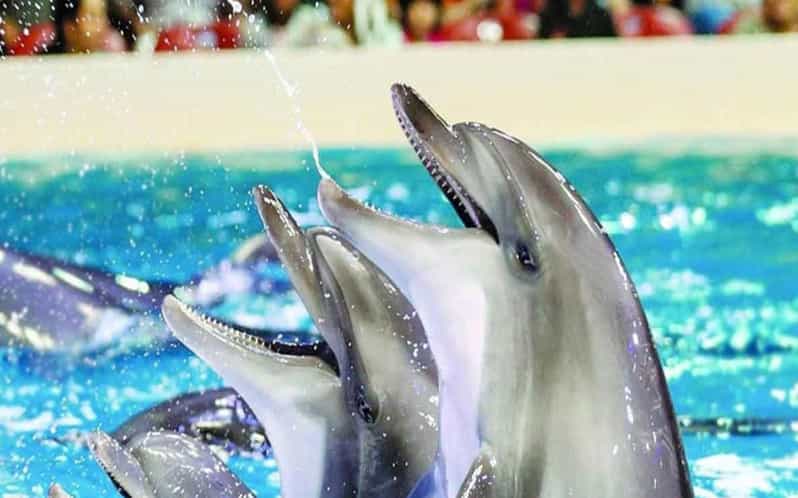 From Belek: Dolphin Show with Transfers - What you will see in the dolphin show