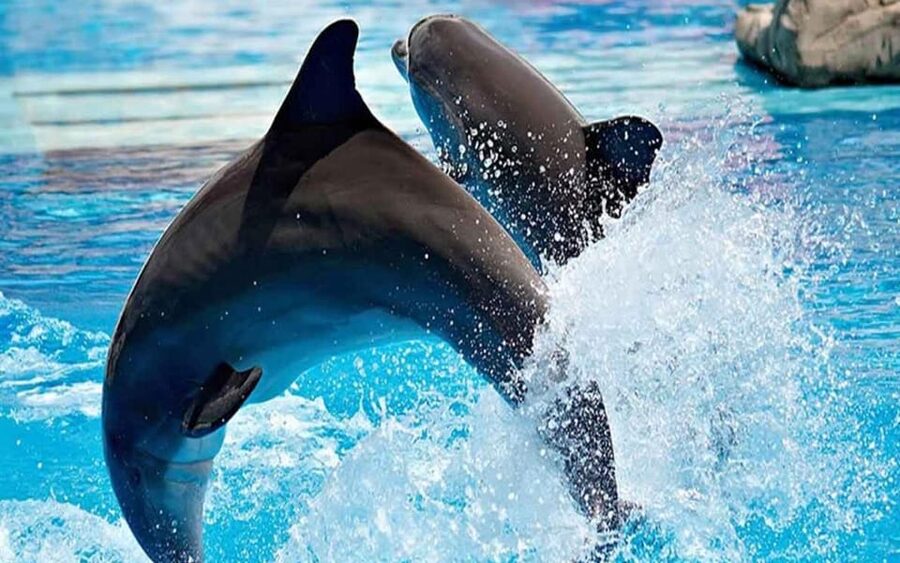 From Belek: Dolphin Show with Transfers - Timing, duration, and how to plan around 1 to 3 hours