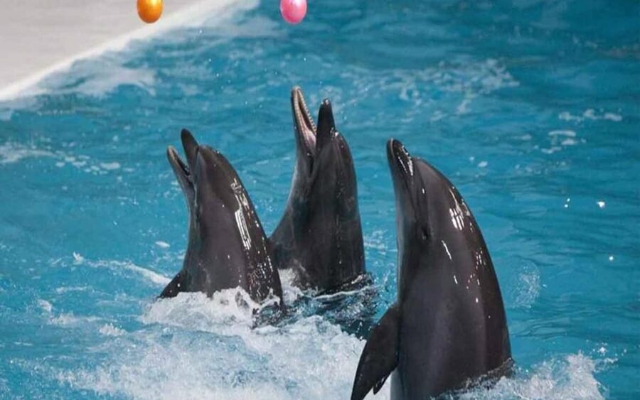 From Belek: Dolphin Show with Transfers - Price and value: is $47 worth it?