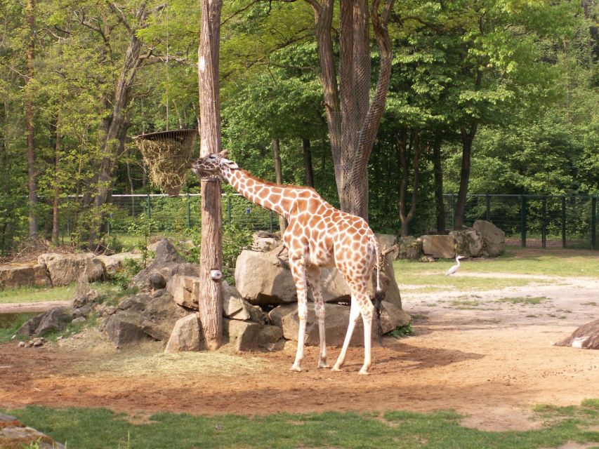 From Istanbul: Guided Day Trip to Sapanca and Masukiye - Sapanca Zoo: what you gain from a guided animal stop