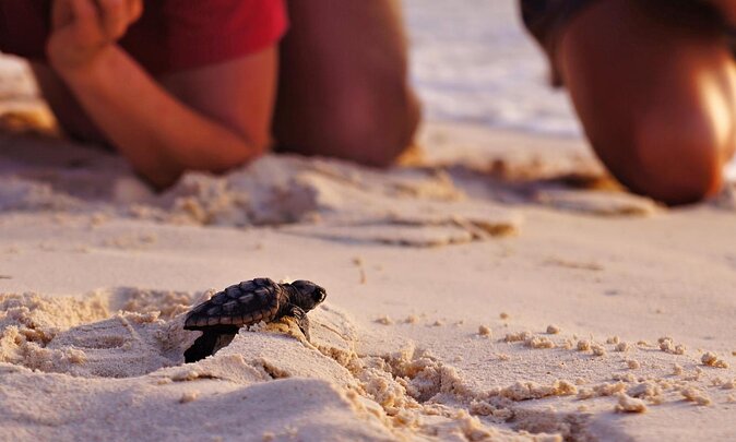 Full Day Fethiye Turtle Beach Tour With Mud Baths & Lunch - What makes it work, and what to watch