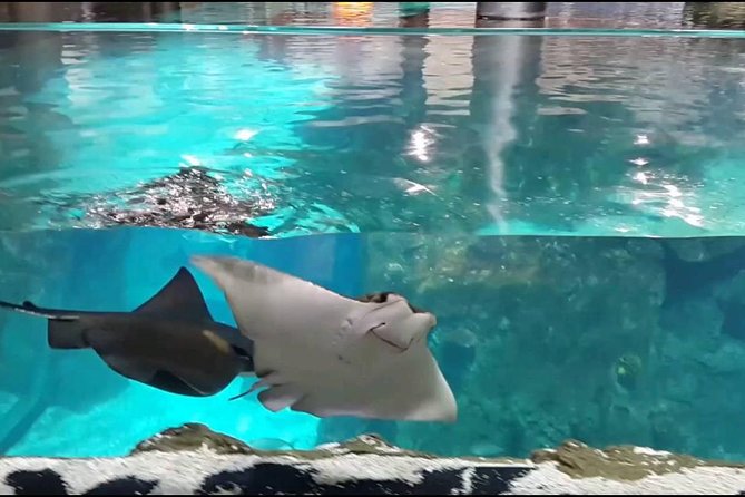 Istanbul Aquarium and Aqua Florya Independent Shopping Trip - From pickup to Aqua Florya, you are doing less logistics