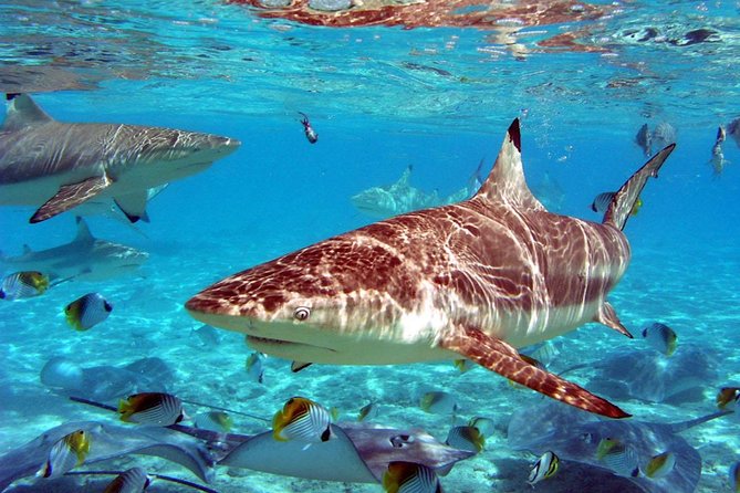Istanbul Aquarium and Aqua Florya Independent Shopping Trip - The 5D movie option: a fun upgrade if you want extra adrenaline