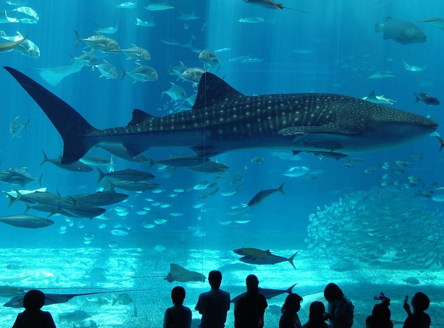 Istanbul Aquarium and Aqua Florya Shopping Mall Tour - Istanbul Aquarium at Aqua Florya, The Practical Why