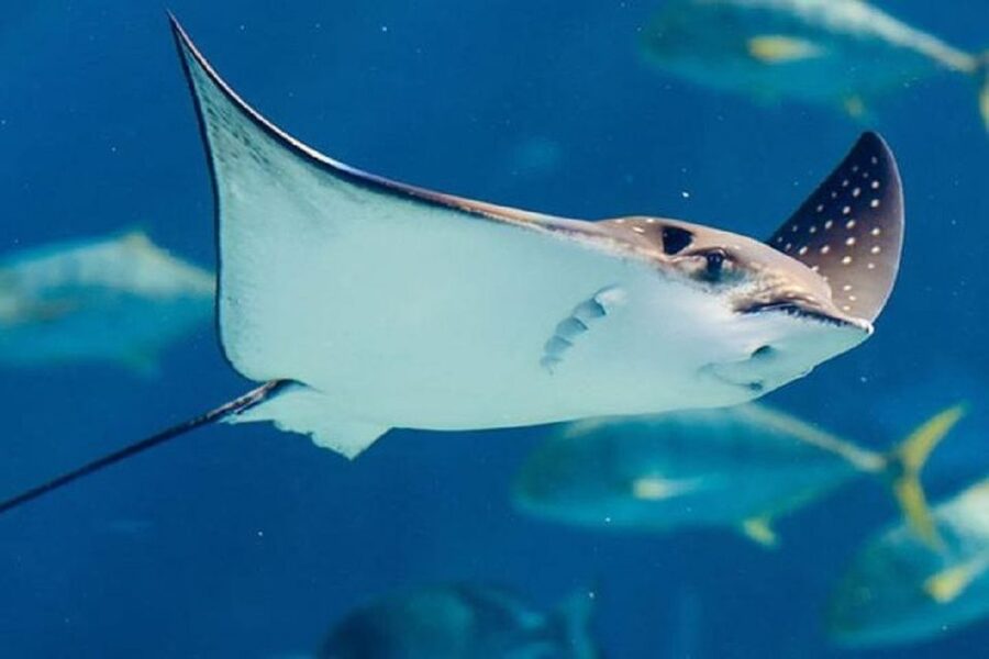 Istanbul Aquarium and Aqua Florya Shopping Mall Tour - 5D Cinema: Fog, Wind, and Water Effects