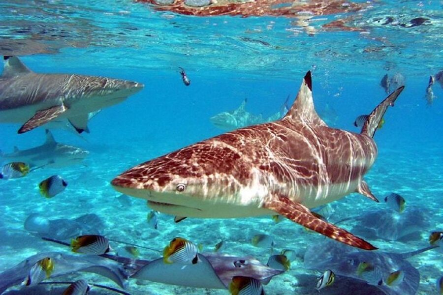 Istanbul Aquarium and Aqua Florya Shopping Mall Tour - Sharks, Stingrays, Penguins, and the Stuff You’ll Remember