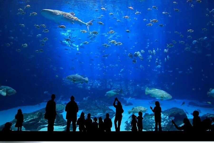 Istanbul Aquarium and Aqua Florya Shopping Mall Tour - Aqua Florya Mall Free Time: Make It Work for You