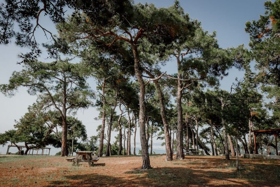 Istanbul: Princes' Islands Cruise w/Music, Lunch & Transfer - Büyükada: mansions, beaches, and getting around without cars