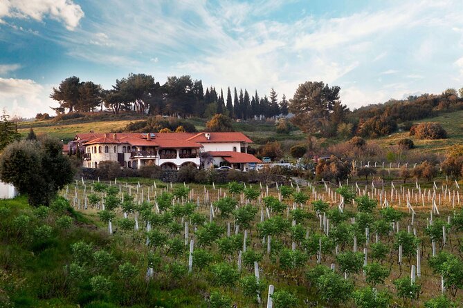 Kusadasi Shore Excursions Ephesus and Wine Tasting Tours - Şirince wine tasting: fruit wines and a short, focused stop