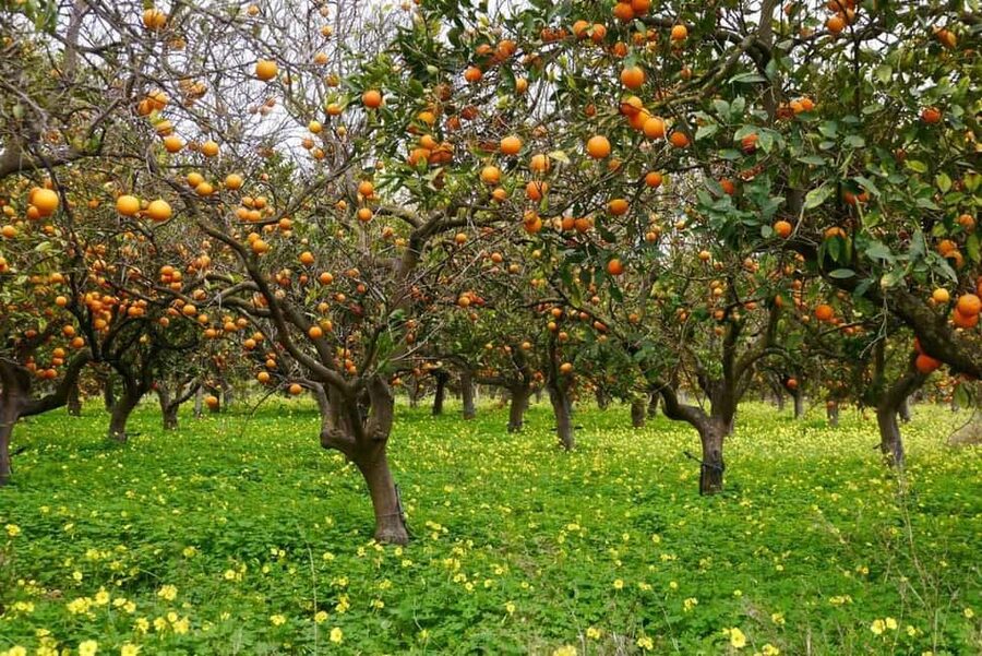 Magnificent Combo: Cabrio Safari and Green Canyon Boat Tour - Manavgat mosque, fruit orchards, and wildlife time