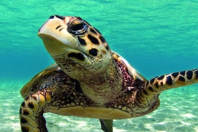 Marmaris Dalyan Turtle Beach Tour : Lunch&Mud Baths&King Tombs - Turtle Beach: The Protected Loggerhead Nesting Area and Your Real Odds