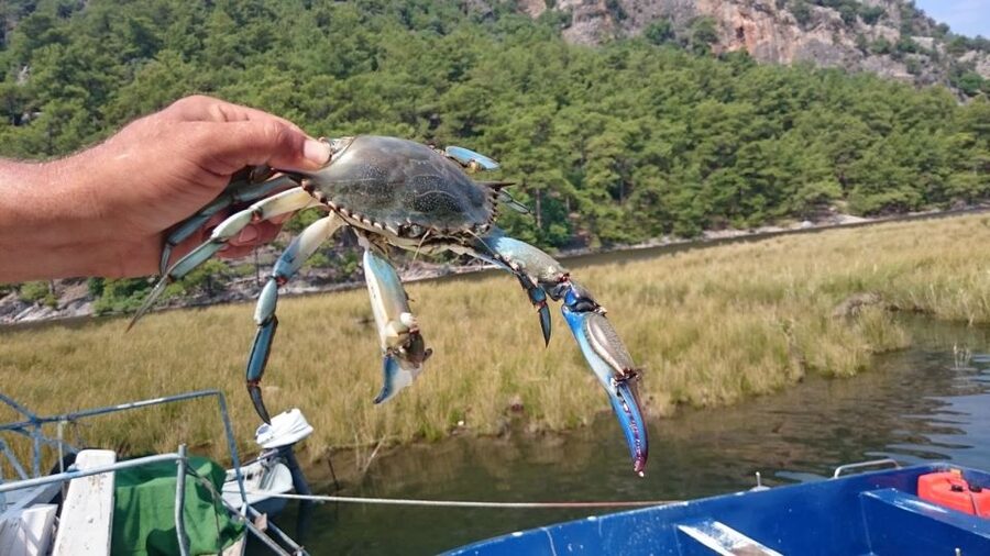 Marmaris: Dalyan Turtle Beach Tour with Mud Bath & Lunch - Turtle Beach: how turtle spotting really works