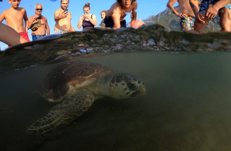 Marmaris: Dalyan Turtle Beach Tour with Mud Bath & Lunch - Add-ons, drinks, and how value really shakes out
