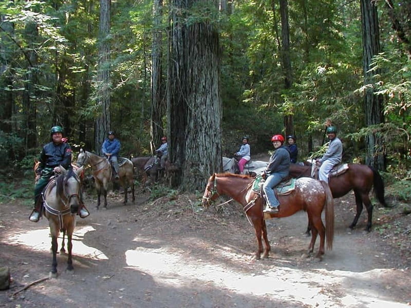 Marmaris: Horse Riding & Safari with Hotel Transfer - The Ride Through Pine Forests and Orange Groves