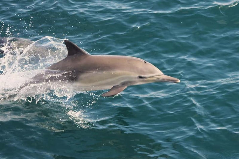 Side Dolphin Island Boat Cruise with Lunch & Drinks - Timing, seasickness, and who should skip this cruise