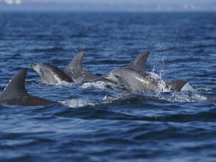 Side: Dolphin Island Boat Tour w/ Lunch & Foam Party - Dolphin Island area and the second and third swim breaks