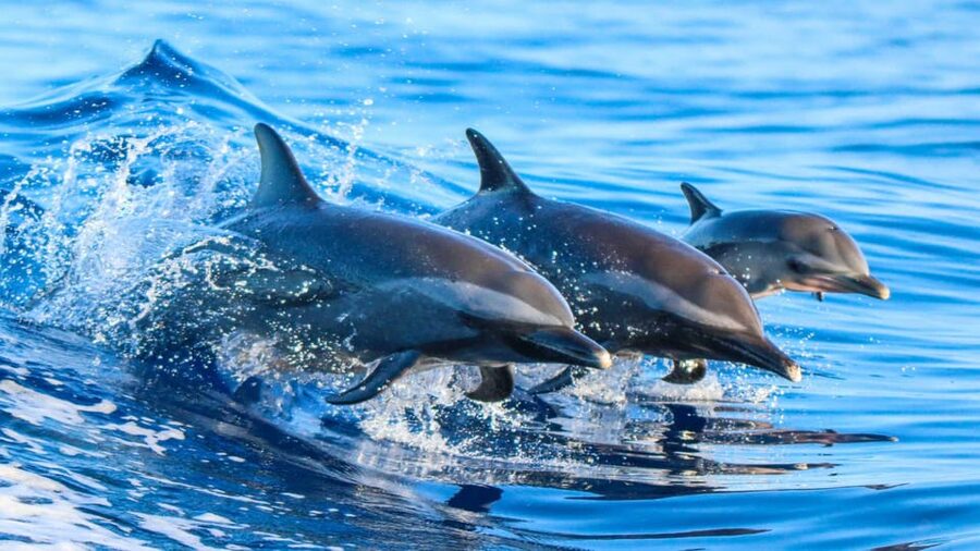 Side: Dolphin Island Boat Trip with Lunch & Unlimited Drinks - Key things I’d bank on before you go