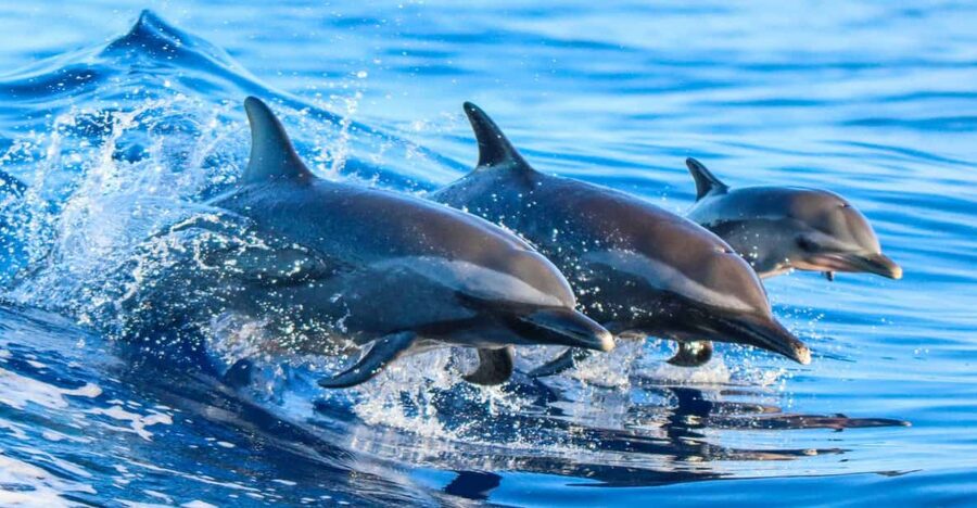 Side: Dolphin Island Boat Trip with Lunch & Unlimited Drinks - Cruising the Side coastline: sightseeing without turning it into a lecture