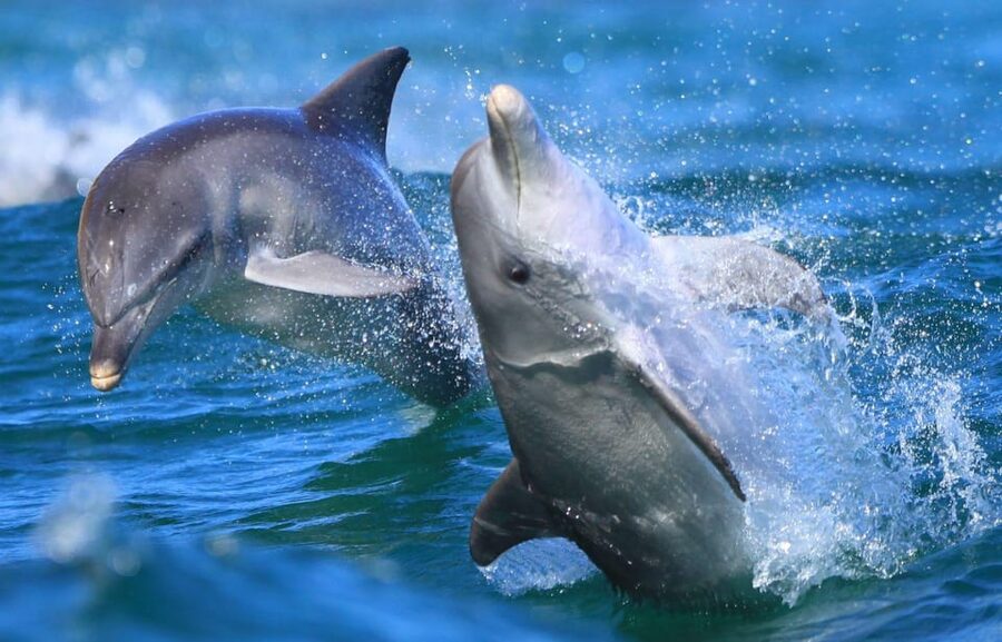 Side: Dolphin Island Boat Trip with Lunch & Unlimited Drinks - Where to sit, sunshade reality, and swim safety basics