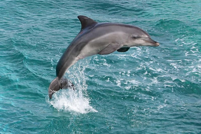 Side: Dolphins Island Cruise with Swimming Stops and Lunch - Key highlights to look for