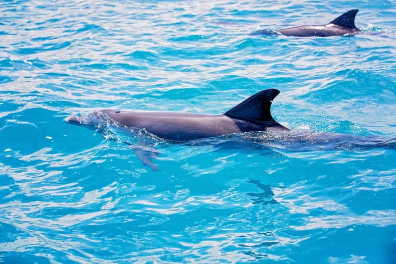 Side: Dolphins Island Cruise with Swimming Stops and Lunch - Getting back to Side without losing your afternoon