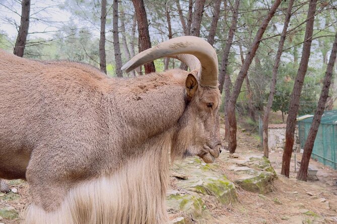 Side Green Canyon, Waterfall and Baby Lions with Mosque Visit - Oymapınar Dam and Manavgat Waterfall: Photos, Fresh Air, and Two More Fees