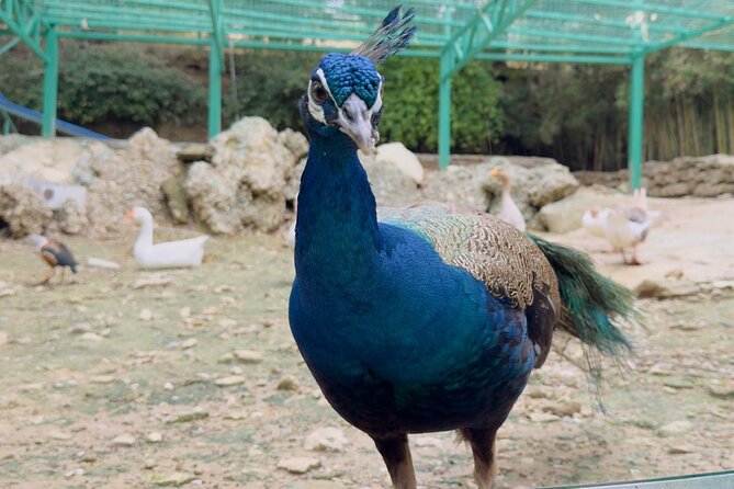 Side Green Canyon, Waterfall and Baby Lions with Mosque Visit - Lunch Timing, Food Style, and What to Pack for Comfort