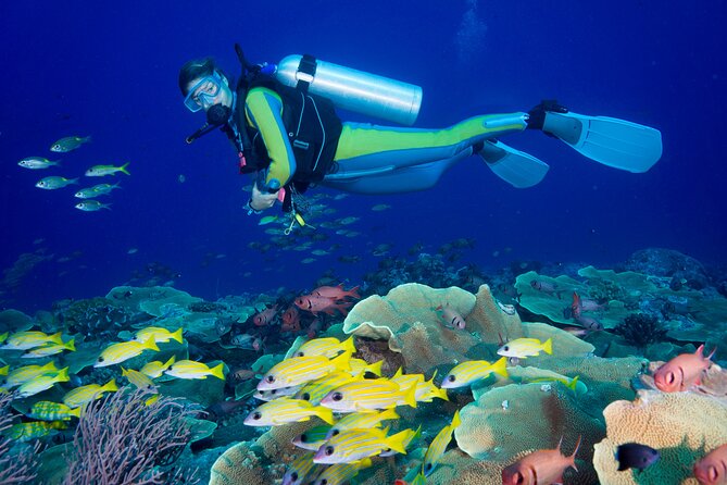 Side Scuba Diving for Beginners with Lunch and Transfers - Two guided underwater sessions with lunch onboard